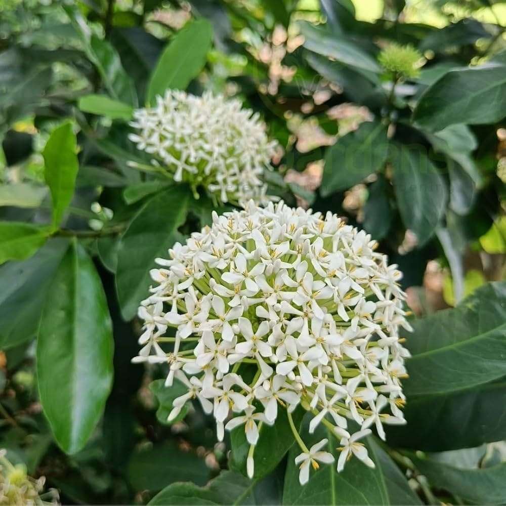 IXORA WHITE